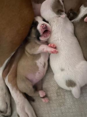 Cuccioli amstaff