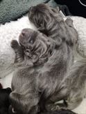 Cuccioli di cane corso