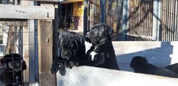 Foto 3 Cane Corso cuccioli