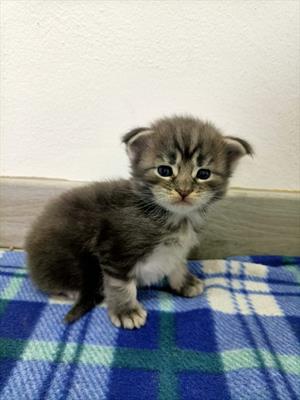 3 cuccioli cercano casa