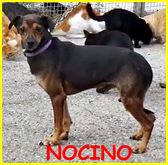 Nocino salvato da morte