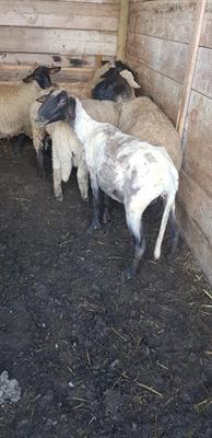 4 pecore + 1 montone - Foto 2