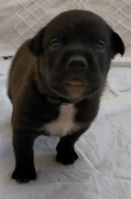 Cuccioli di STAFFWEILER