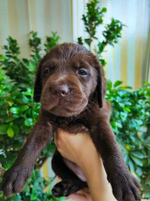 Cuccioli Labrador con pedigree