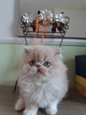 Foto 4 Gattini razza Persiano