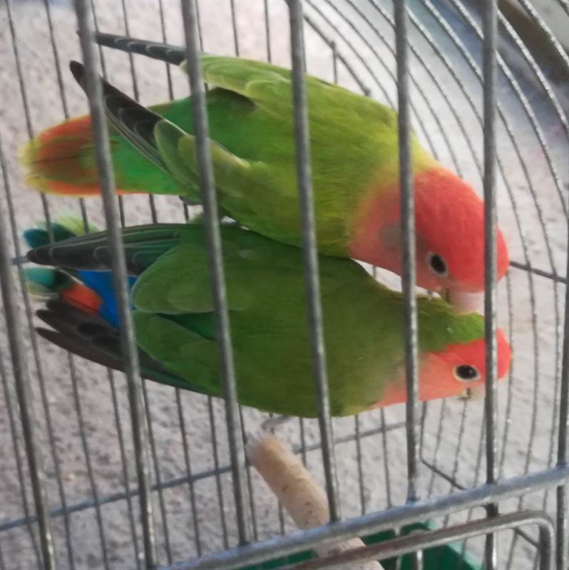 Inseparabili