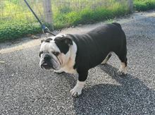 Foto 5 Bulldog Inglese maschio