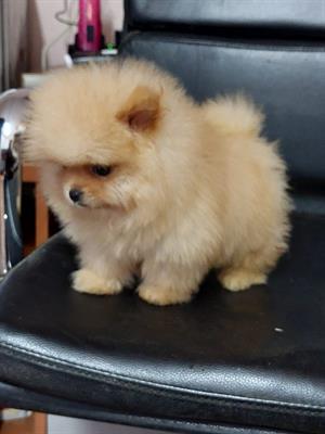 Spitz Pomerania