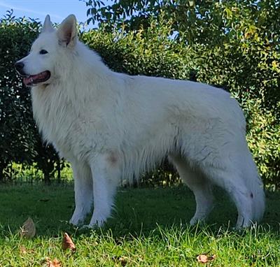 Pastore svizzero bianco pelo lungo