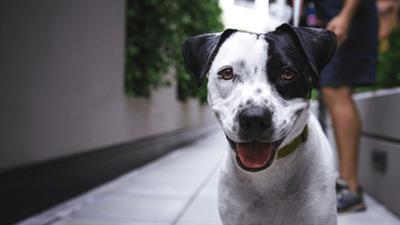 Pet sitter ad Olgiate Comasco su Misura per te - Foto 3