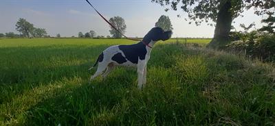 Pointer inglese