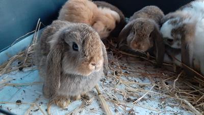 Coniglio ariete nano - Foto 6