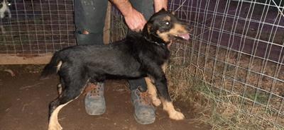 Jagd Terrier