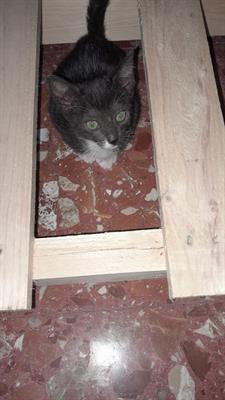 Gattini dolcissimi in adozione