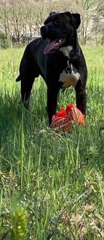 Cercasi femmina per pitt bull maschio