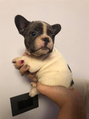 Cucciolo di Bulldog Francese nero - Foto 2