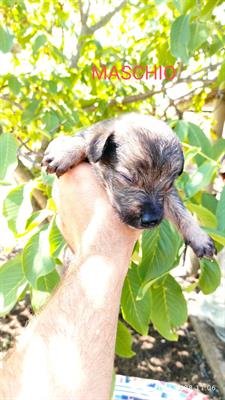 Adozione cuccioli cani meticci
