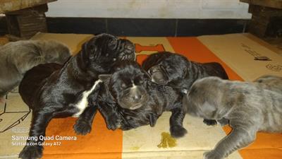 Cuccioli cane corso