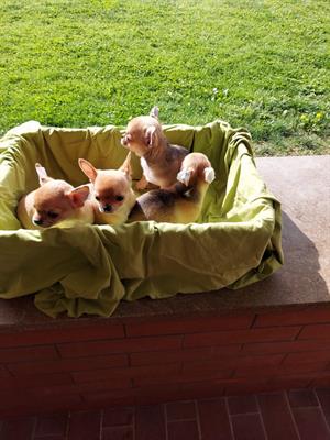 Chihuahua con pedigree