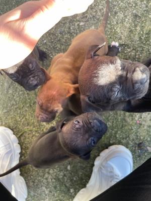 Cuccioli pitbull