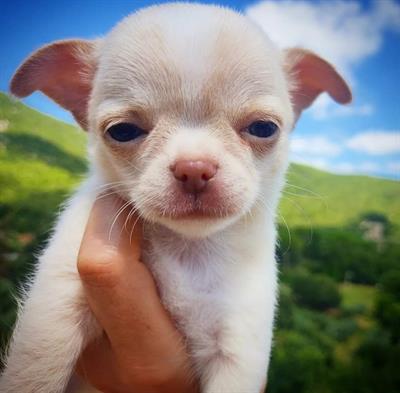 Chihuahua cuccioli maschietti