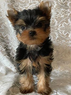 Teneri Cuccioli Yorkshire Terrier