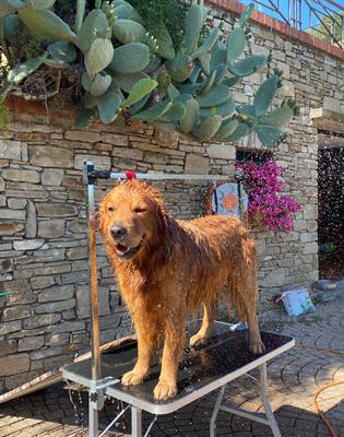 Golden Retriver maschio per accoppiamento
