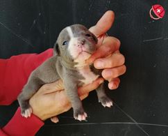 Staffordshire bull terrier