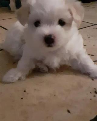 Maltese genitori visibili, in ottime condizioni - Foto 4