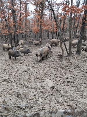 Cedesi Allevamento di Cinghiali