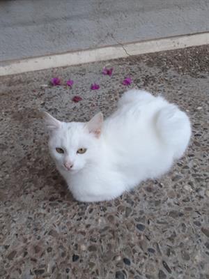 Gattine Bianche