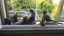 Regalo gattini