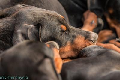 Cuccioli Razza Dobermann all. Altengarde - Foto 5