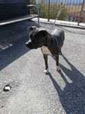Stupenda cucciola di Amstaff blu