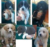 Cuccioli taglia media sverminati