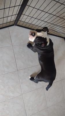 Cucciolata Old English Bulldog