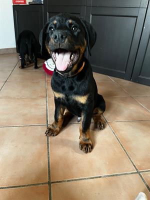 Cucciolo di rottweiler con pedigree