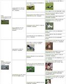 Importanti Cuccioli di setter