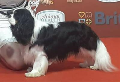 Accopiamento cavalier king - Foto 2