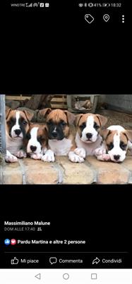 Cucciola Amstaff