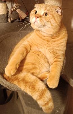 Scottish fold per accoppiamento, color rosso - Foto 6