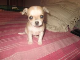 Cuccioli di chihuahua toy a pelo corto - Anteprima 1