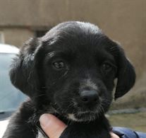 Lucky: cucciolo maschio futura taglia media