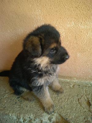 Cuccioli pastore tedesco