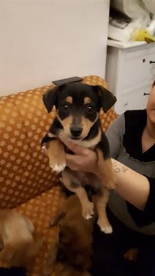 Cuccioli bellissimi