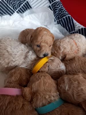 Cuccioli di barboncino