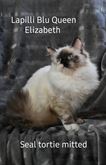 Cucciola Ragdoll