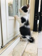 Dolcissimo gattino in adozionel