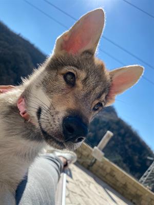 Cane lupo cecoslovacco