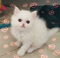 Foto 4 Cuccioli gattini persiani con pedigree